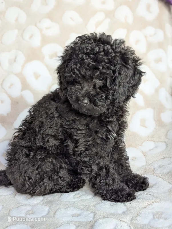 Raven*mini 15-20 lbs – Miniature Goldendoodle puppy for sale in Clermont, FL