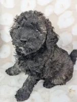 Sable Shadow 12-15 lb, a male Miniature Goldendoodle for sale in Clermont, FL – 3 of 4