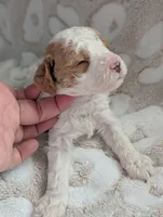 Finley*mini 15-20lbs, a male Miniature Goldendoodle for sale in Clermont, FL – Photo 2 of 7