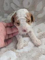 Finley*mini 15-20lbs, a male Miniature Goldendoodle for sale in Clermont, FL – Photo 3 of 7