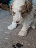 Finley*mini 15-20lbs, a male Miniature Goldendoodle for sale in Clermont, FL – Photo 7 of 7