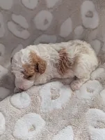 Finley*mini 15-20lbs, a male Miniature Goldendoodle for sale in Clermont, FL – Photo 5 of 7