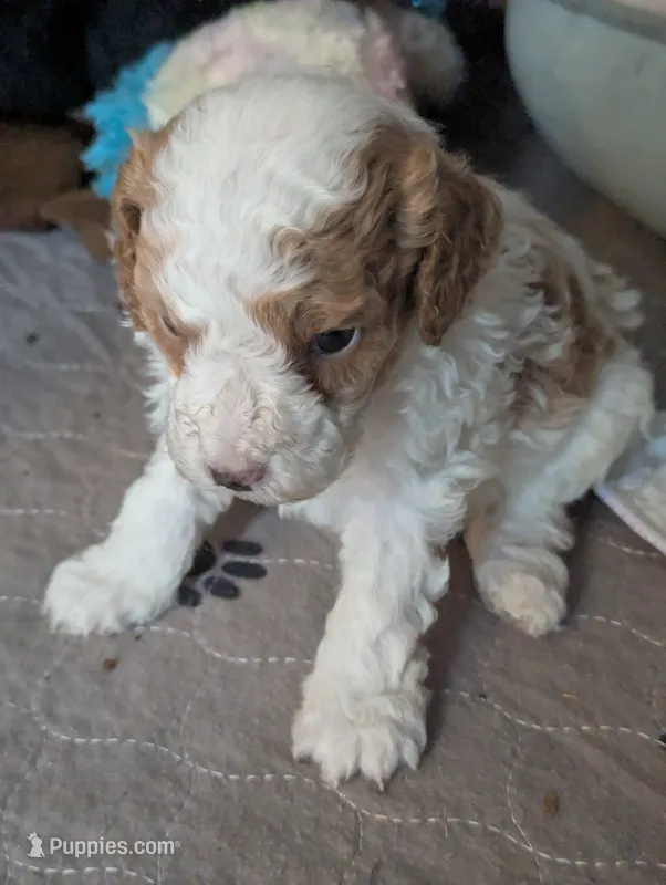 Finley*mini 15-20lbs