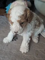 Finley*mini 15-20lbs, a male Miniature Goldendoodle for sale in Clermont, FL – Photo 1 of 7