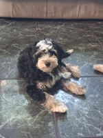 Shelby 15-18 lbs, a female Miniature Bernedoodle for sale in Clermont, FL – 2 of 3
