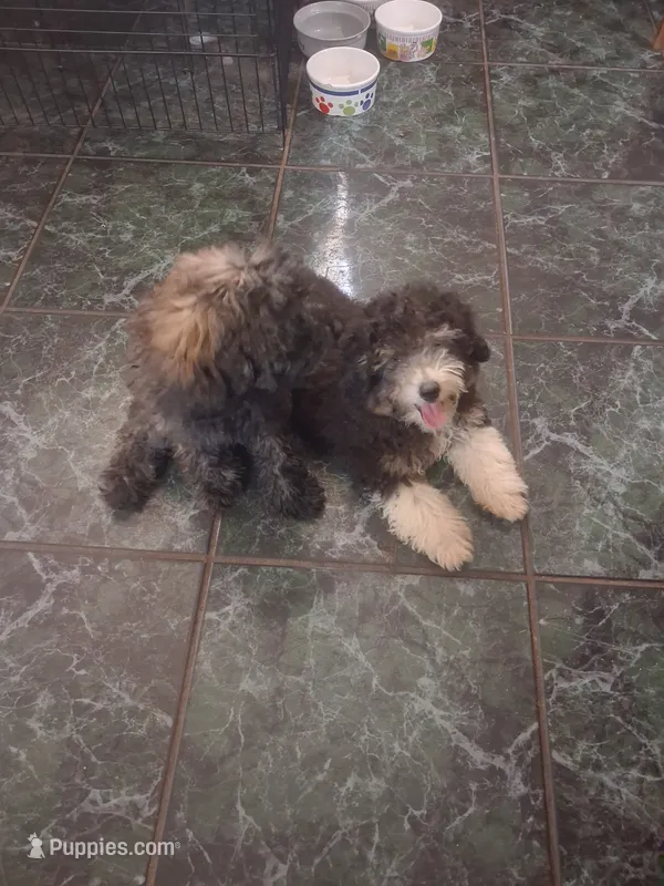 Bentley 15-18 lbs – Miniature Bernedoodle puppy for sale in Clermont, FL