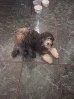 Bentley 15-18 lbs, a male Miniature Bernedoodle for sale in Clermont, FL – 1 of 1