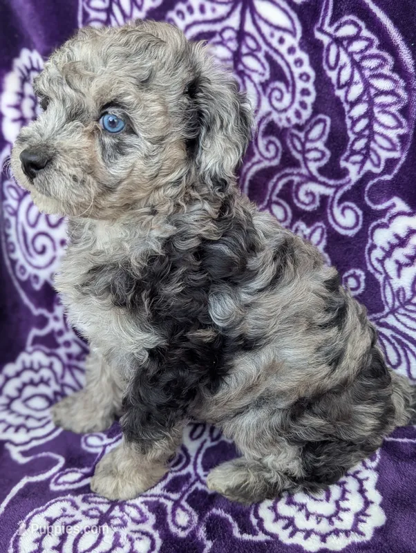 Tiny Dazzle 12-15 lb, a female Miniature Goldendoodle for sale in Clermont, FL – 1 of 1