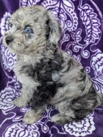 Tiny Dazzle 12-15 lb, a female Miniature Goldendoodle for sale in Clermont, FL – 1 of 1