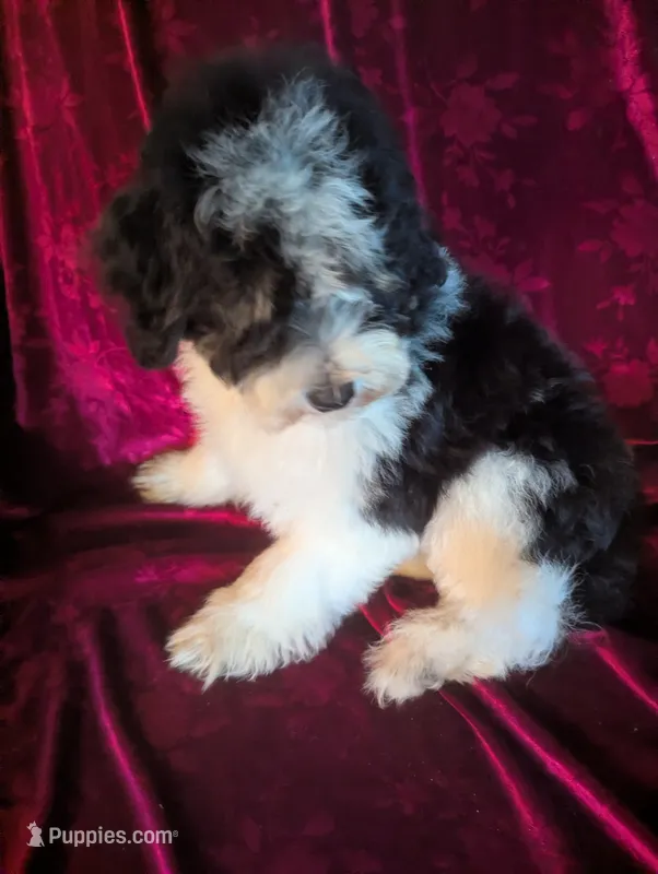 Chevy 15-18 lbs – Miniature Bernedoodle puppy for sale in Clermont, FL