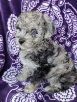 Tiny Dazzle 12-15 lb, a female Miniature Goldendoodle for sale in Clermont, FL – 7 of 8