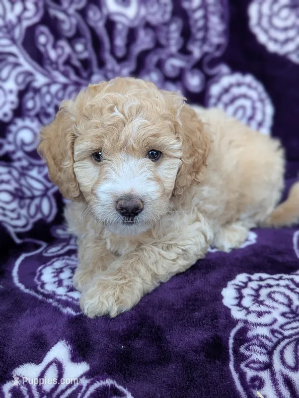 Tiny Symphony 12-15 lb – Miniature Goldendoodle puppy for sale in Clermont, FL