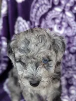 Tiny Dazzle 12-15 lb, a female Miniature Goldendoodle for sale in Clermont, FL – 8 of 8