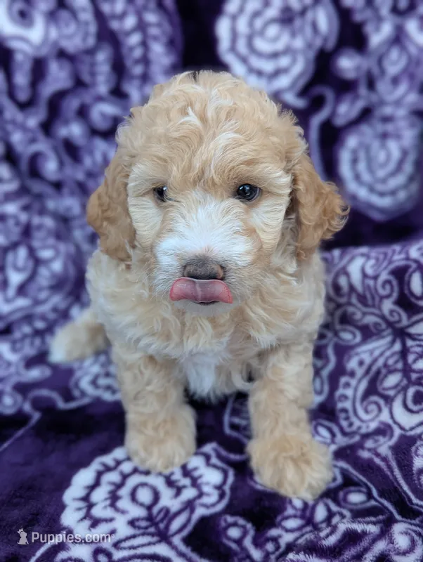 Tiny Symphony 12-15 lb – Miniature Goldendoodle puppy for sale in Clermont, FL