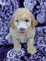 Tiny Symphony 12-15 lb, a female Miniature Goldendoodle for sale in Clermont, FL – 2 of 3
