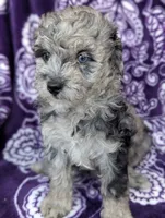 Tiny Dazzle 12-15 lb, a female Miniature Goldendoodle for sale in Clermont, FL – 4 of 8