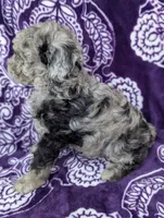 Tiny Dazzle 12-15 lb, a female Miniature Goldendoodle for sale in Clermont, FL – 5 of 8