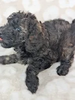 Sable Shadow 12-15 lb, a male Miniature Goldendoodle for sale in Clermont, FL – 4 of 4