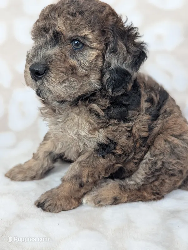 Tiny Razzle 12-15 lb, a male Miniature Goldendoodle for sale in Clermont, FL – 1 of 4