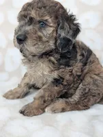 Tiny Razzle 12-15 lb, a male Miniature Goldendoodle for sale in Clermont, FL – 1 of 4