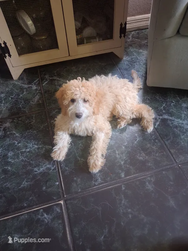 Tiny Symphony 12-15 lb – Miniature Goldendoodle puppy for sale in Clermont, FL