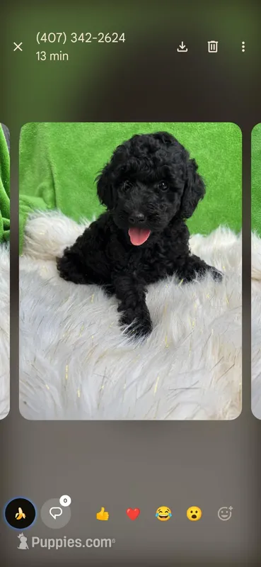 Cubby*18-20 lbs – Miniature Goldendoodle puppy for sale in Clermont, FL