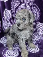 Tiny Dazzle 12-15 lb, a female Miniature Goldendoodle for sale in Clermont, FL – 6 of 8