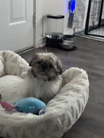 Milo, a male Shih Tzu for sale in San Antonio, TX – Photo 2 of 6