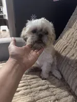 Milo, a male Shih Tzu for sale in San Antonio, TX – Photo 4 of 6