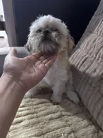 Milo, a male Shih Tzu for sale in San Antonio, TX – Photo 3 of 6