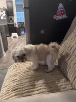 Milo, a male Shih Tzu for sale in San Antonio, TX – Photo 6 of 6