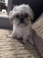 Milo, a male Shih Tzu for sale in San Antonio, TX – Photo 5 of 6