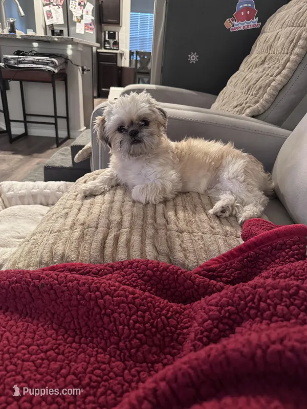 Milo – Shih Tzu puppy for sale in San Antonio, TX