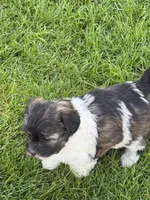 Opal, a female Shihpoo for sale in Stratton, CO – 2 of 6