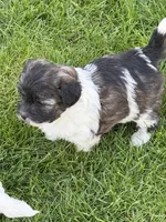 Opal, a female Shihpoo for sale in Stratton, CO – 4 of 6