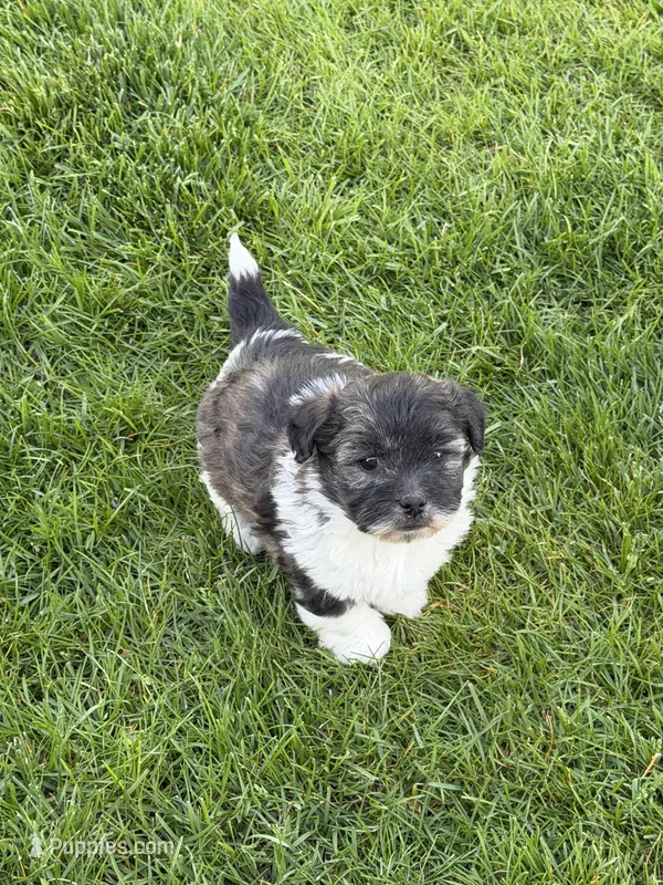 Opal – Shihpoo puppy for sale in Stratton, CO