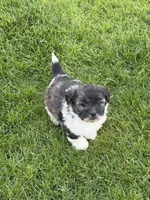 Opal, a female Shihpoo for sale in Stratton, CO – 1 of 6