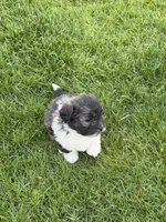 Opal, a female Shihpoo for sale in Stratton, CO – 6 of 6