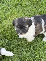 Opal, a female Shihpoo for sale in Stratton, CO – 3 of 6