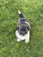 Opal, a female Shihpoo for sale in Stratton, CO – 5 of 6