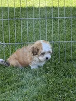 Lexi, a female Shihpoo for sale in Stratton, CO – 2 of 6