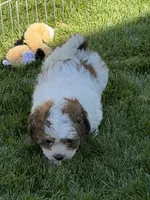 Linus, a male Shihpoo for sale in Stratton, CO – 2 of 8