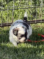 Caine, a male Shihpoo for sale in Stratton, CO – 3 of 6