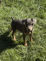 Chase, a male Miniature Pinscher for sale in Stratton, CO – 5 of 5