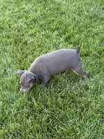 Buster, a male Miniature Pinscher for sale in Stratton, CO – 3 of 3