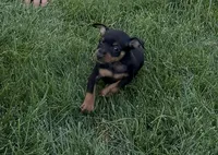 Gus, a male Miniature Pinscher for sale in Stratton, CO – 4 of 5