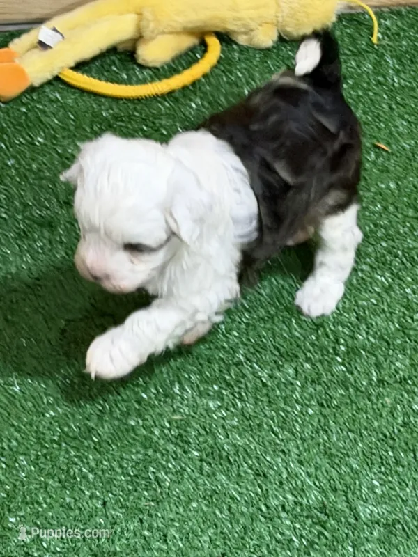 Obi – Shihpoo puppy for sale in Stratton, CO