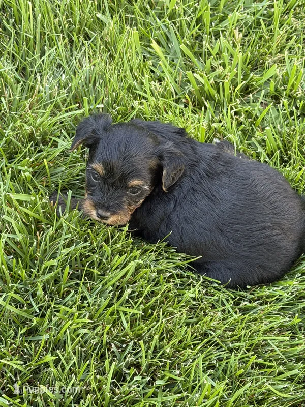 Maddie – Yorkipoo puppy for sale in Stratton, CO