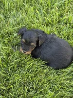 Maddie, a female Yorkipoo for sale in Stratton, CO – 1 of 2