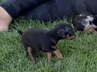 Gizmo, a male Miniature Pinscher for sale in Stratton, CO – 2 of 4
